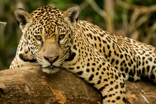 A onça-pintada é um animal típico do Pantanal.