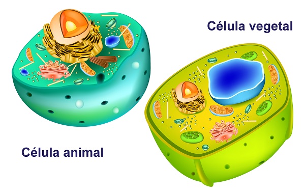 Uma diferença entre a célula animal e a vegetal é a presença de parede celular na última.