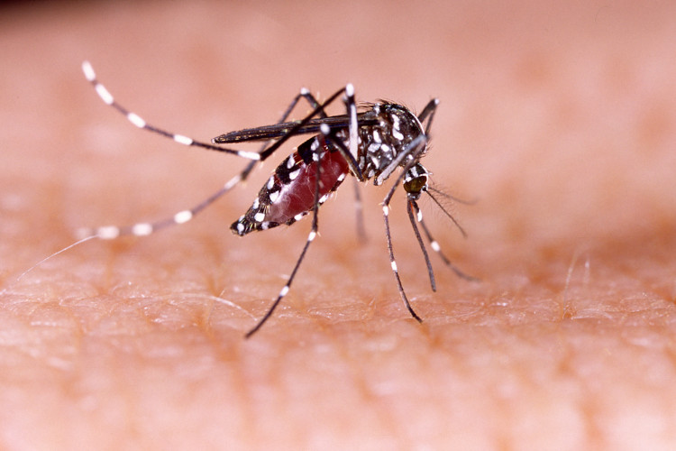  A dengue é transmitida pela picada de mosquitos do gênero Aedes.