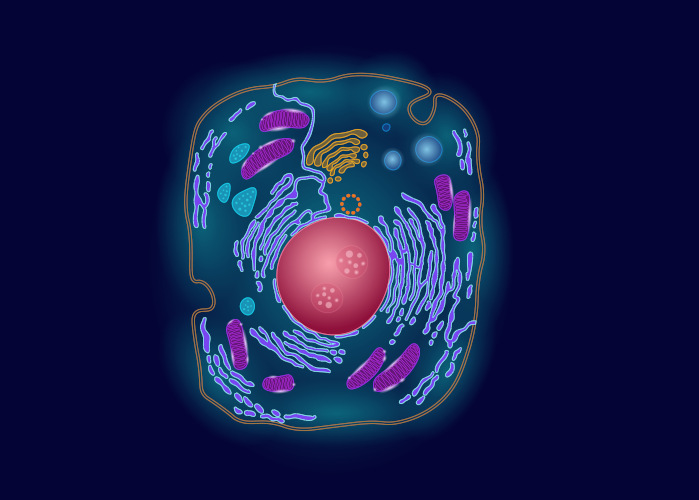 Divisão Celular - Biologia Enem