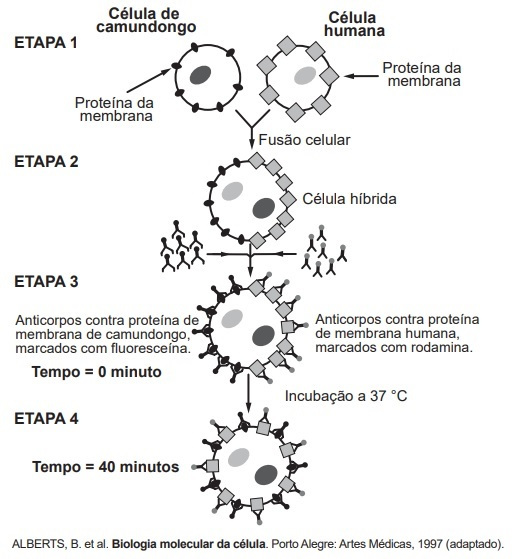 Divisão Celular - Biologia Enem