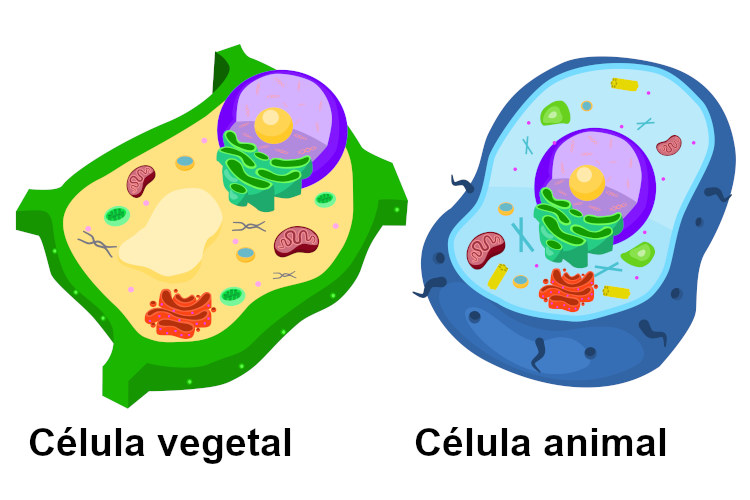 Diferenças entre uma célula vegetal e uma célula animal.
