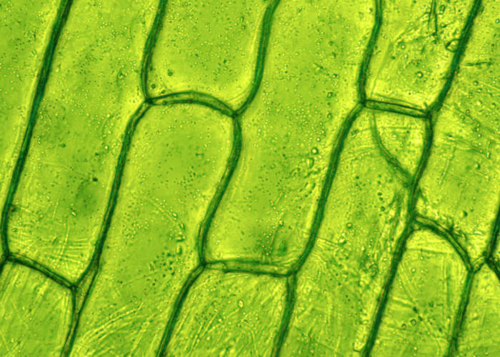 A célula vegetal forma os tecidos vegetais.