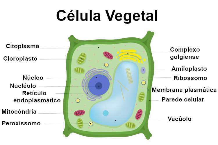 Observe algumas das principais partes de uma célula vegetal.