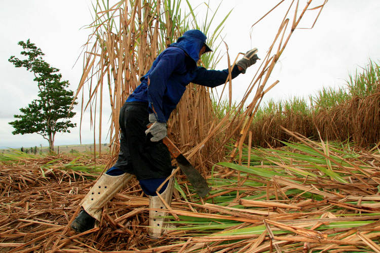 Trabalhadores cortando cana-de-açúcar, em referência ao desemprego sazonal.