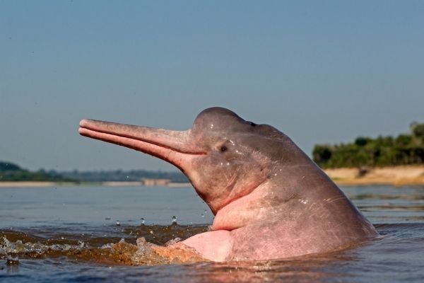 Boto é um cetáceo que habita os rios da Amazônia.