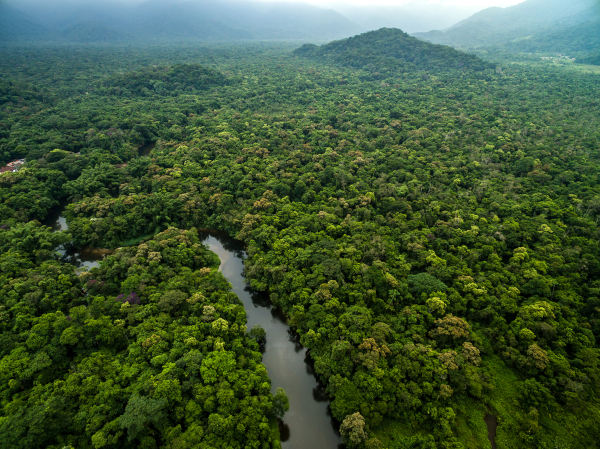 As florestas são essenciais para manutenção da vida no planeta.
