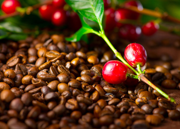O cafeeiro é uma planta da família Rubiaceae.