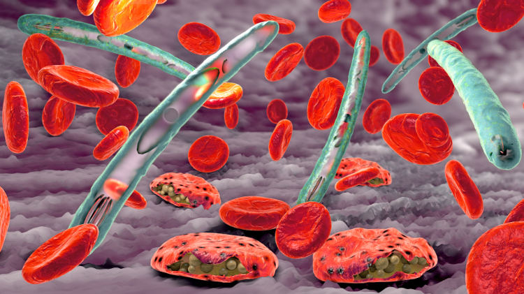 Os sintomas da malária ocorrem de forma cíclica e coincidem com o rompimento das hemácias.