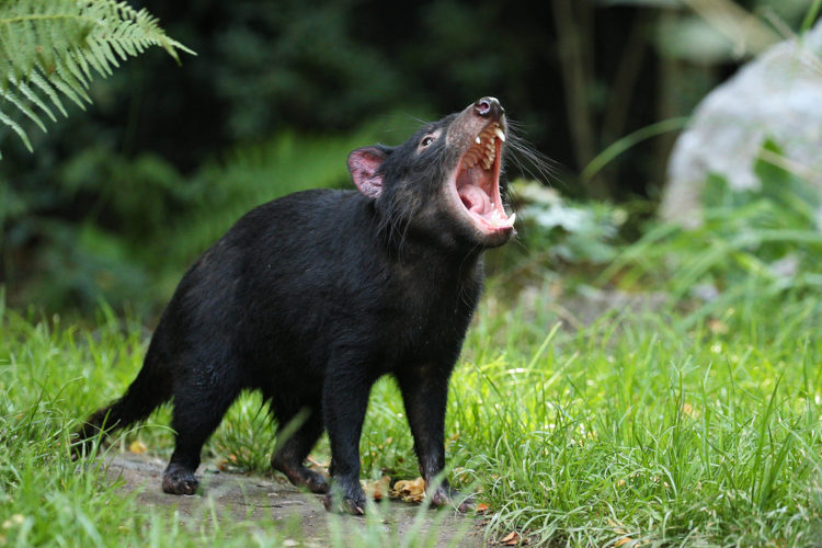 O diabo-da-tasmânia está classificado como “em perigo” pela IUCN.