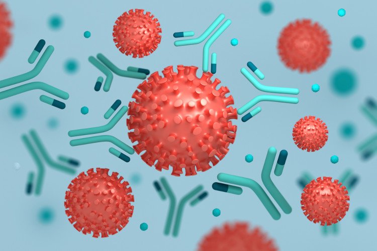 Ilustração de anticorpos interagindo com coronavírus