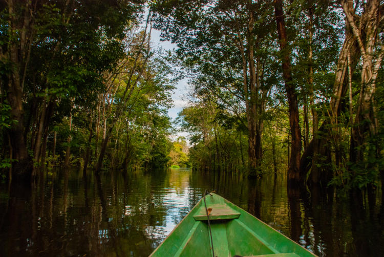 Igapós no rio Amazonas, Manaus.