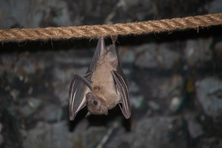 Morcego suspenso de cabeça para baixo por uma corda.