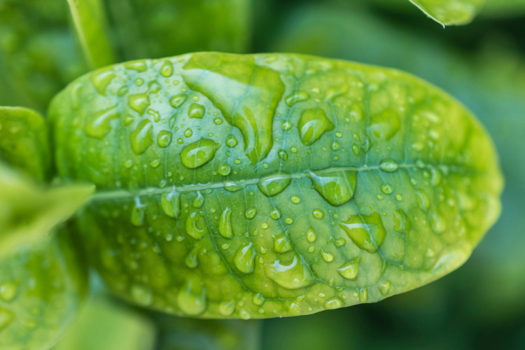 Folha verde com gotas de água
