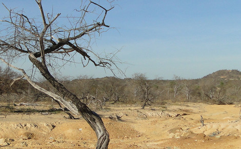 Caatinga