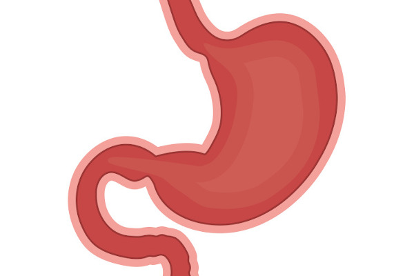 O estômago está localizado logo abaixo do diafragma e se caracteriza por ser uma parte dilatada do trato digestório.