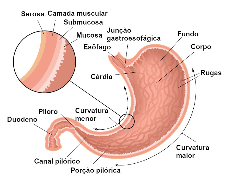  Esquema ilustrativo das principais partes do estômago