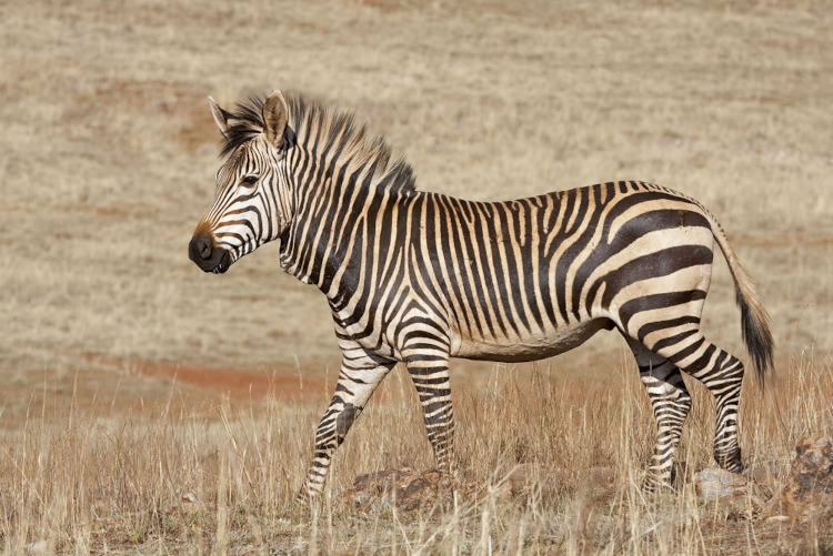  Zebra-das-montanhas na natureza