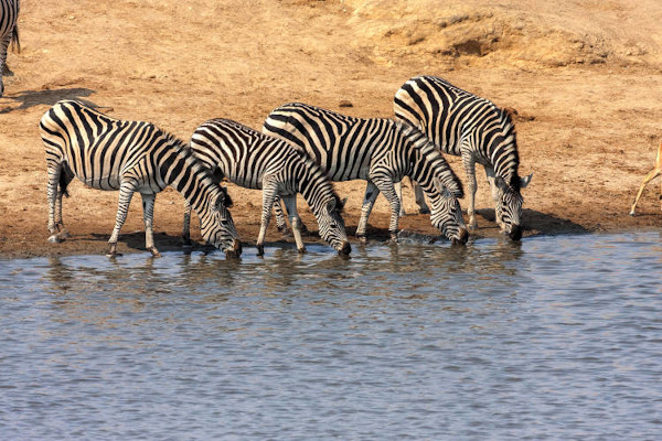 A zebra-das-planícies é a espécie que apresenta a maior distribuição geográfica.