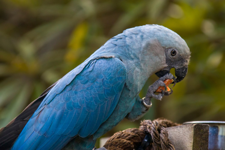 Ararinha-azul de perfil comendo.