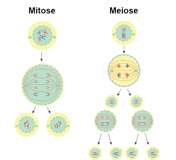  Ilustração das fases de mitose e de meiose.