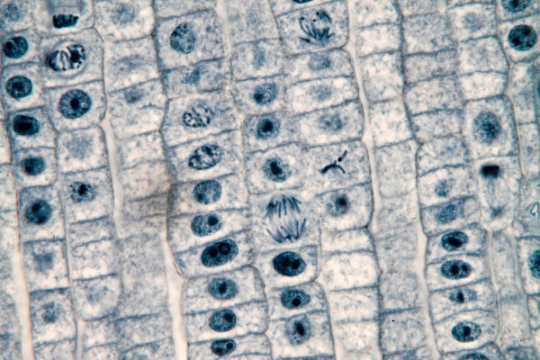 Mitose - Biologia Enem