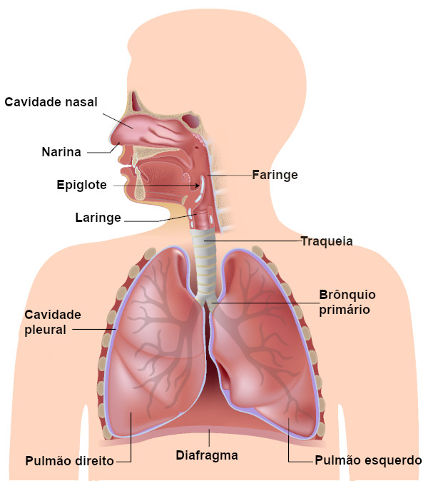 Esquema ilustrativo destacando os órgãos do sistema respiratório humano
