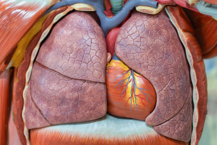 Os pulmões são órgãos esponjosos que fazem parte do sistema respiratório.