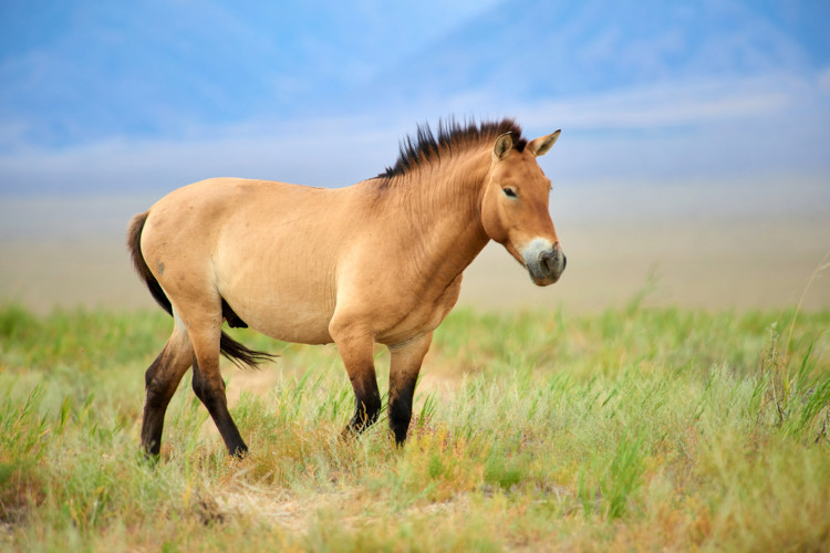 Um cavalo selvagem no Parque Nacional Altyn Emel, no Cazaquistão.