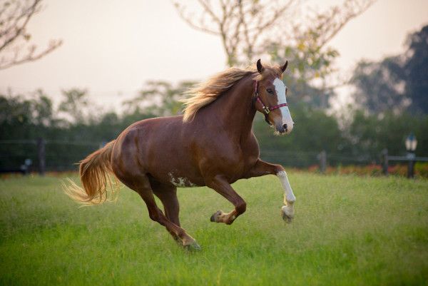 Os cavalos são animais extremamente importantes para a história do homem.