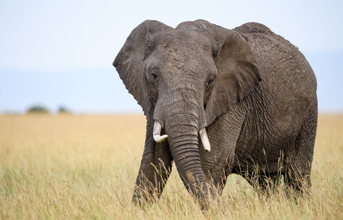 O elefante-africano-de-savana é uma das três espécies viventes de elefantes.