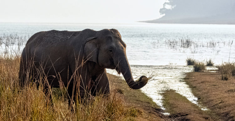 Elefante-asiático no reservatório Ramganga, na Índia.