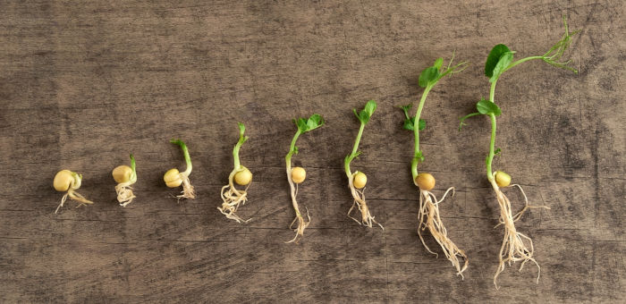 A germinação da semente é um processo fundamental para que ocorra a propagação do vegetal.