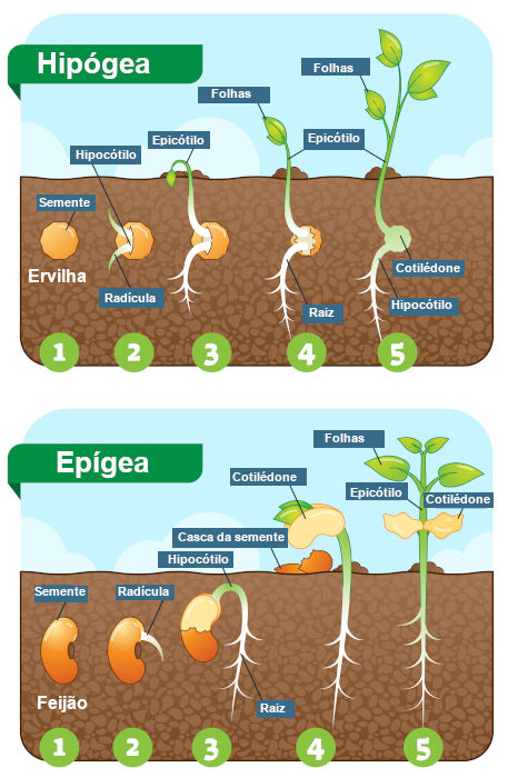 Ilustração das cinco etapas da germinação epígea e da germinação hipógea.