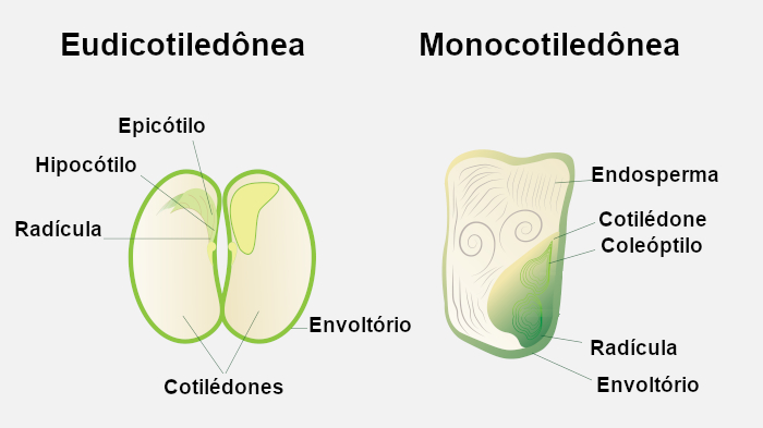 Ilustração das estruturas internas de uma semente de feijão (eudicotiledônea) e de uma semente de milho (monocotiledônea).