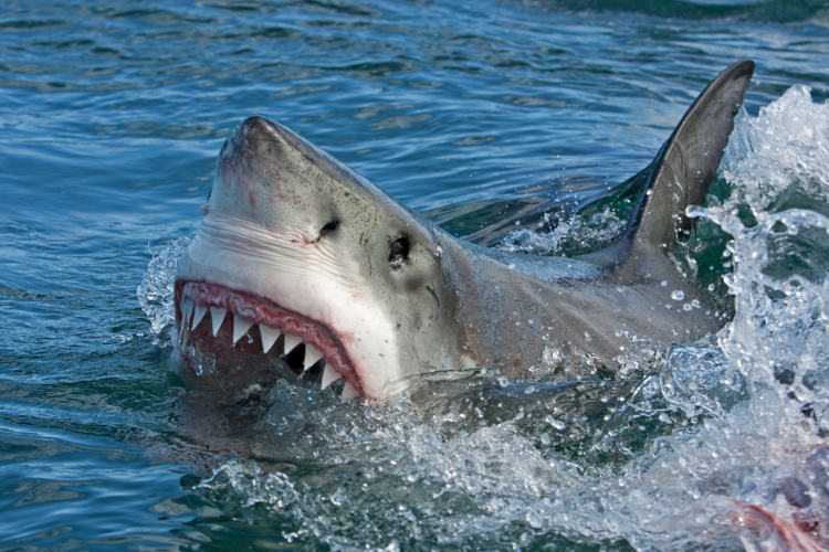 O tubarão-branco é uma espécie que ficou mundialmente conhecida após o lançamento do filme “Tubarão”.