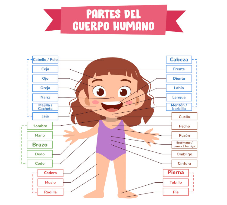 Ilustração do corpo humano com indicação do nome de todas as partes em espanhol.