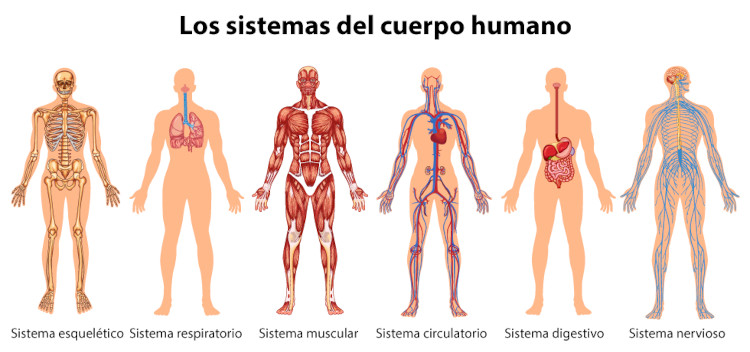 Ilustração dos sistemas do corpo humano com indicação dos nomes em espanhol.