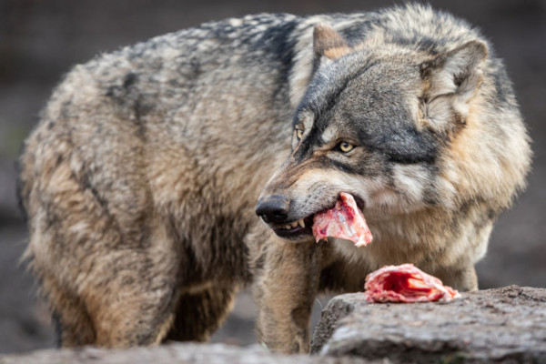 Lobos são animais carnívoros.