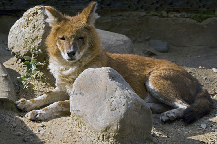 Lobo-vermelho deitado em um ambiente com grandes pedras.