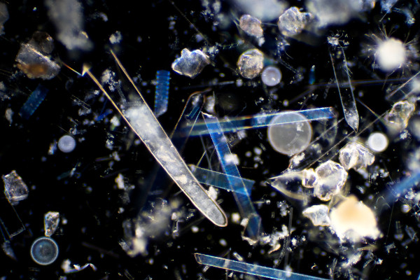 Imagem de microscopia da diversidade de organismos que podem compor o plâncton marinho.
