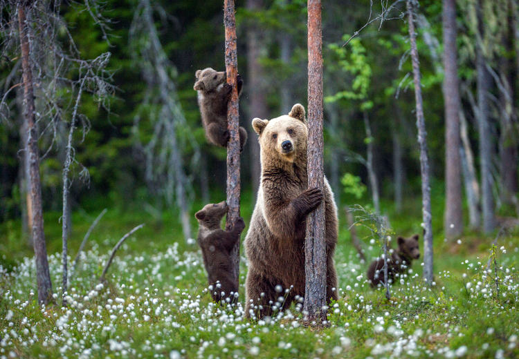Ursa e seus filhotes em um ambiente com a presença de vegetação da Taiga.