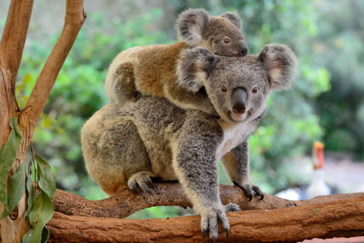 Coala, com seu filhote agarrado nas costas, em cima de galho de árvore