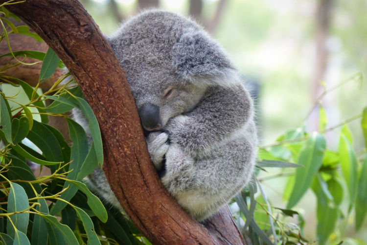 Por que as koalas têm o marsúpio voltado pra baixo? Outros marsupiais são  assim? - Quora