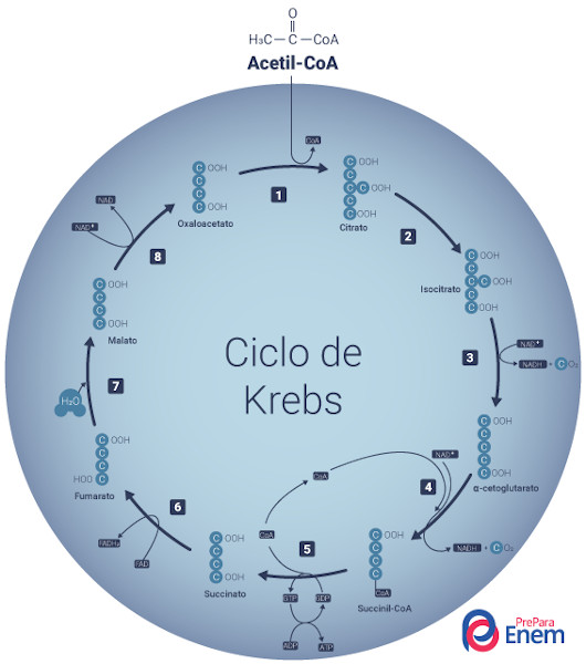 Ilustração das oito etapas do ciclo de Krebs.