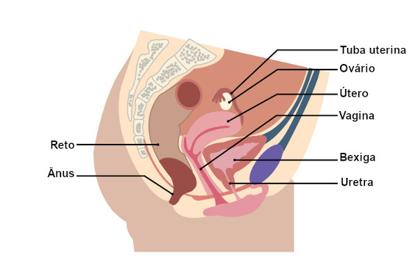 Ilustração da localização da vagina no corpo feminino.