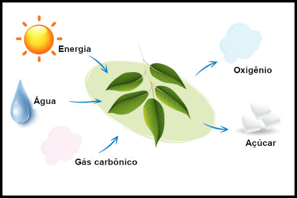 Ilustração esquemática do processo de fotossíntese
