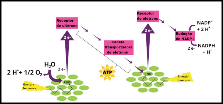 Ilustração esquemática das reações luminosas no processo de fotossíntese