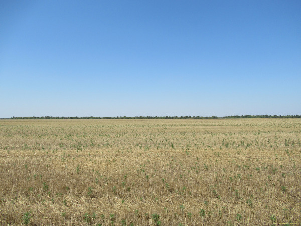 Paisagem de uma região com presença de vegetação do tipo estepe.