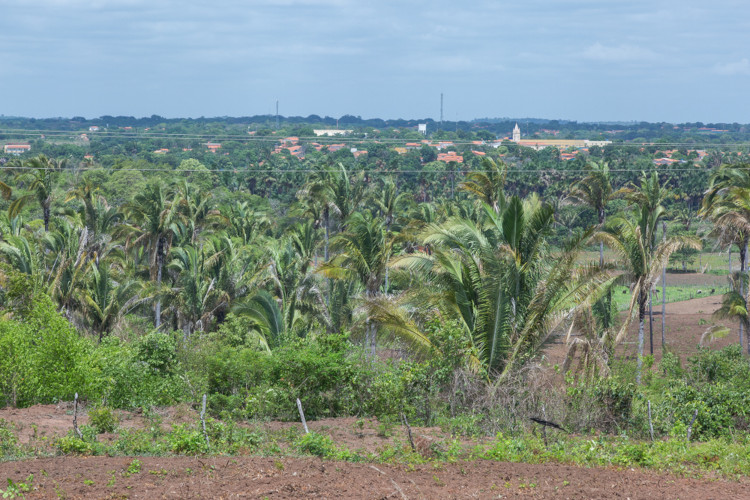 Ambiente com presença de babaçu, palmeira característica da mata dos cocais.